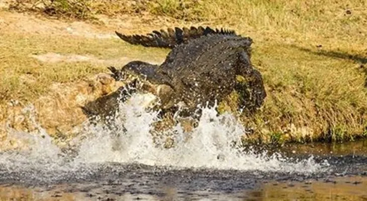 Cocodrilo mata golfista en parque de Sudáfrica 