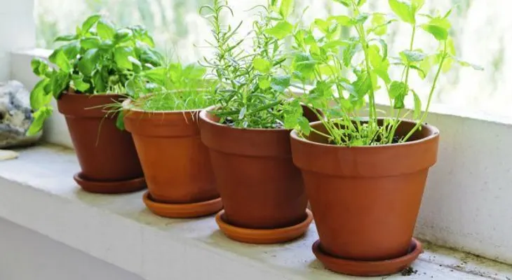 10 plantas que no deben faltar en casa