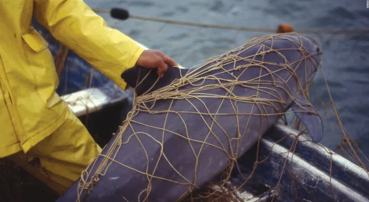 Leonardo DiCaprio le pide a Peña Nieto que salve a la vaquita mexicana