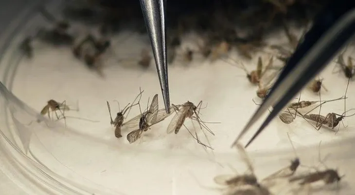 OMS levanta emergencia contra el zika y prepara estrategia 