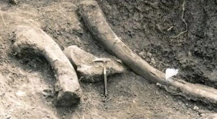 Descubren un colmillo de stegodon de 1,1 millones de años en Pakistán