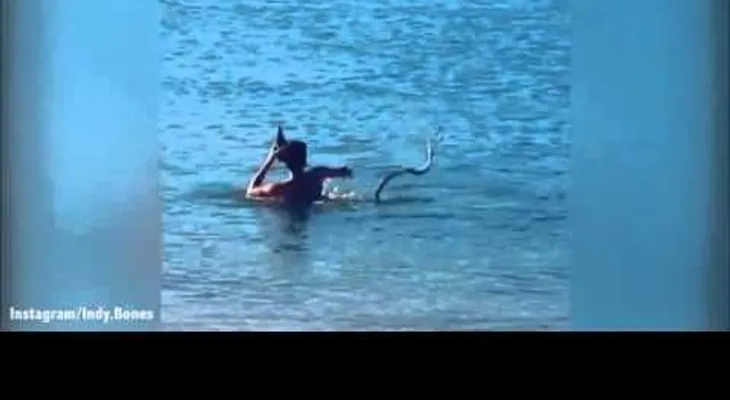 Un hombre juega con su serpiente mientras se toma una cerveza (Video)