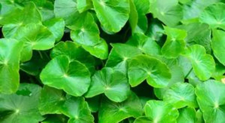 ¡Poderoso oxigenante cerebral!; preparación