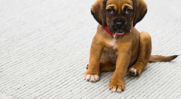 Perros pueden oler el cáncer en la sangre, con un 97% de exactitud