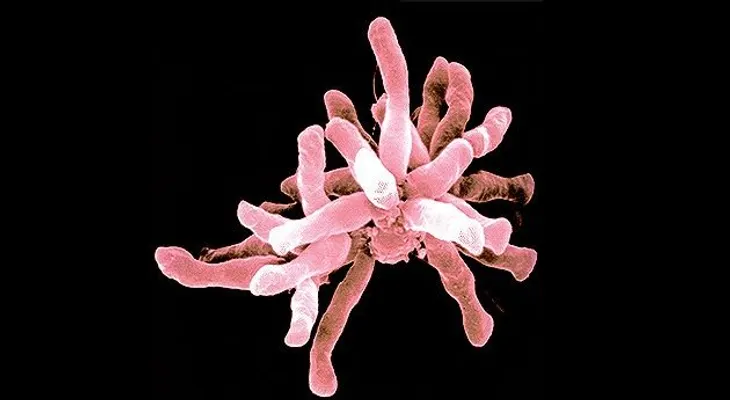 Científicos descubren microbio que come electricidad 