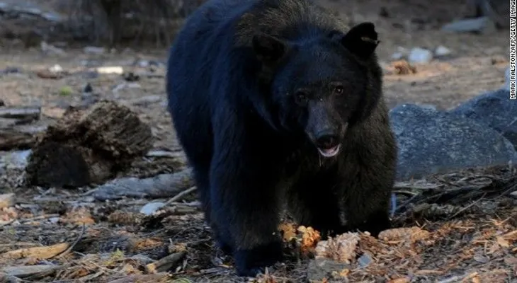 Un "crujido" lo despertó: un oso le estaba mordiendo la cabeza