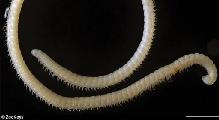 Descubren nueva especie con cuatro penes