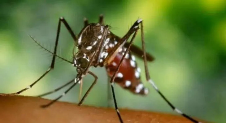 1.600 casos de chikungunya en Colombia