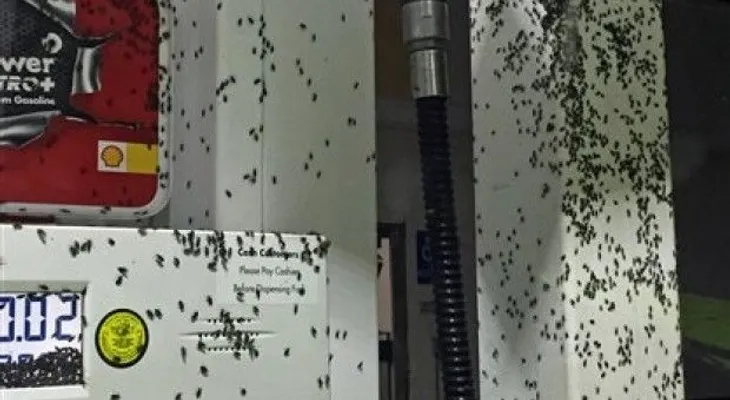 Insectos invaden casas y vehículos en California    