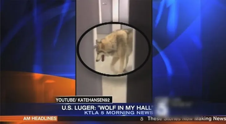 El video viral del lobo en el pasillo de la villa olímpica de Sochi era un montaje  