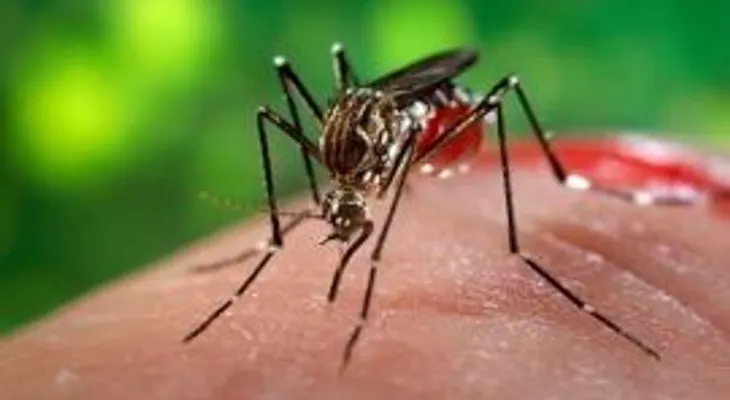 3.306 casos autóctonos de chikunguña en 16 estados, reporta México
