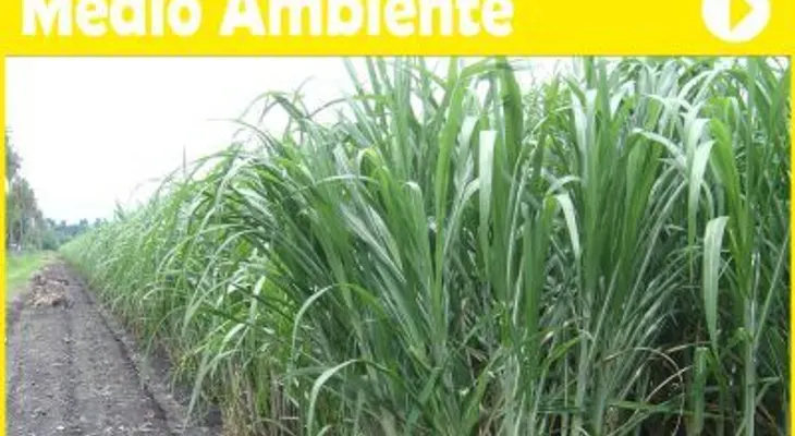 La planta diente de león tiene efectos diuréticos tan efectivos, harían que te orine en la cama