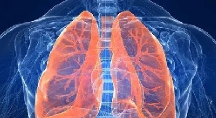 Descubrieron una nueva función clave de los pulmones 
