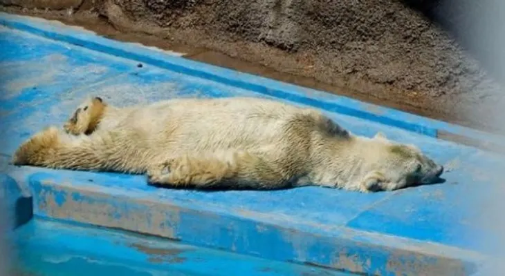 Controversia en Argentina por muerte de Arturo, el último oso polar del país