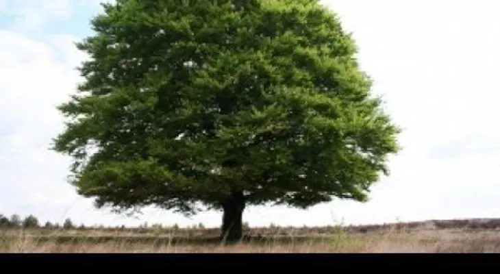 Video: Maravillosas propiedades y beneficios del aceite de arbol de te