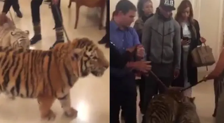 El tenso momento que protagonizó Floyd Mayweather junto a dos tigres en un hotel de Moscú