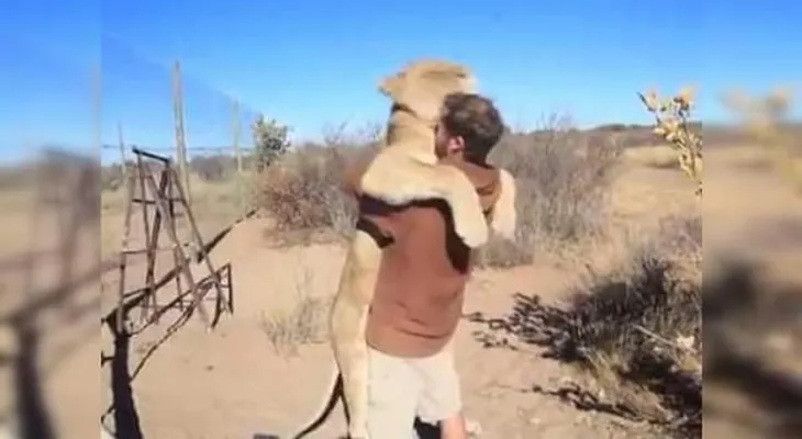 Una enorme leona se lanza hacia un hombre indefenso... para darle un abrazo