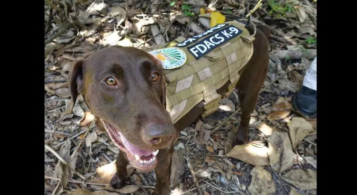 Un perro llamado 'Gatillo' pisó un arma y le disparó a su dueña