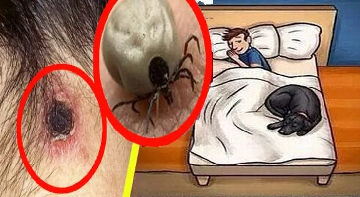 Debe conocer los posibles peligros de dormir junto a su mascota