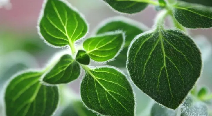 Descubre porqué el OREGANO es la Hierba más poderosa, y nunca más debe faltar en tu dieta