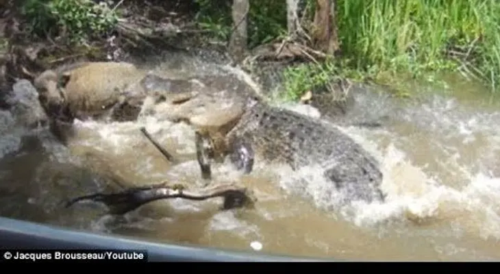 Fuertes imágenes: Turistas dejan a un jabalí a merced de un cocodrilo atrayéndolo con comida