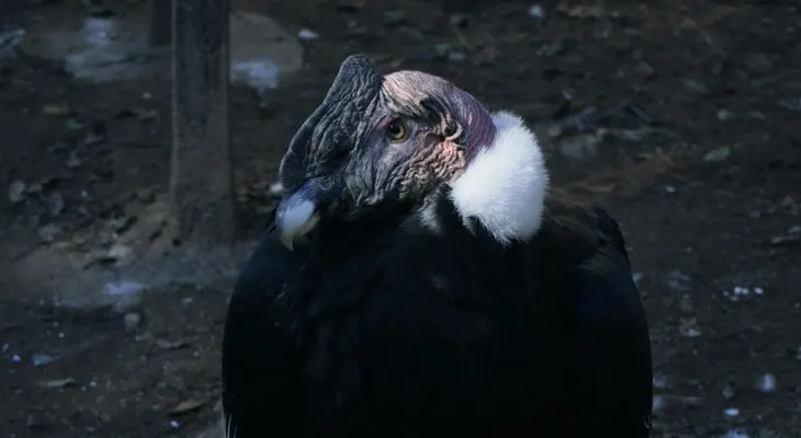 Los guardianes de los cóndores en Argentina: el trabajo que ha logrado rescatar a más de 500 aves