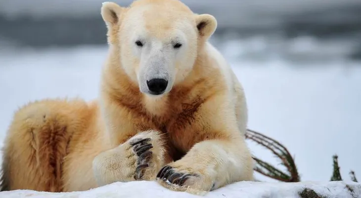 ¿Qué mató al oso polar Knut? Ahora sabemos