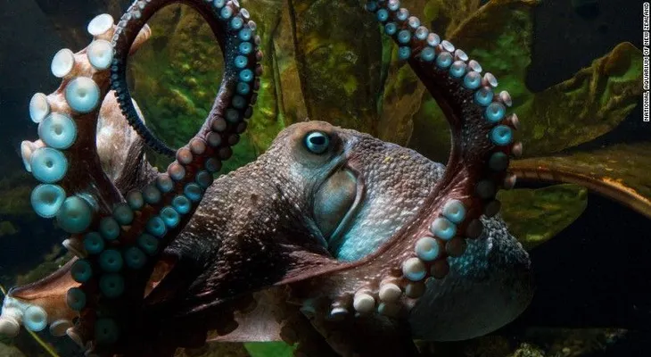 ¡Pulpo a la fuga! Mira cómo 'Inky' logra escaparse de un acuario