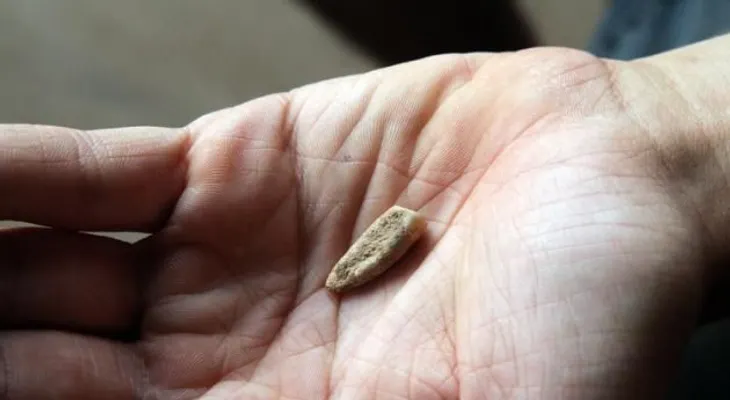 Encuentran diente humano de 560.000 años de antigüedad 