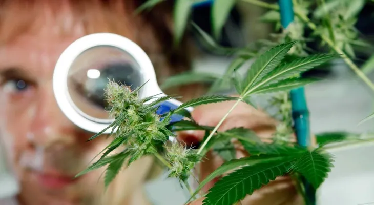 La marihuana medicinal podría ayudar en el tratamiento del Alzheimer