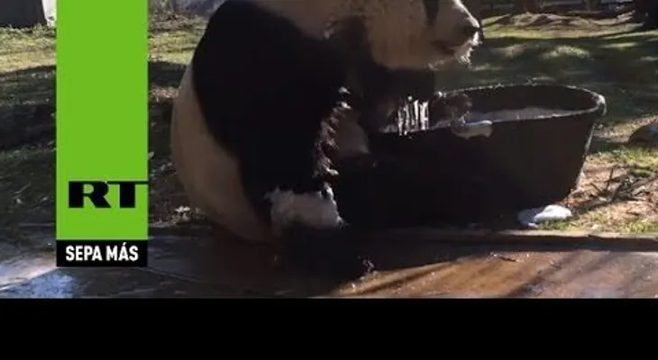 Un panda disfruta de un baño de espuma (VIDEO)