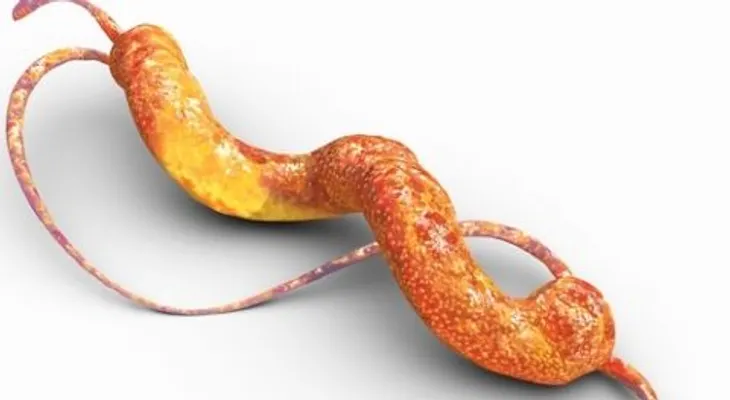 La infección por Campylobacter: Una de las principales causas de diarrea en el mundo (VIDEO)