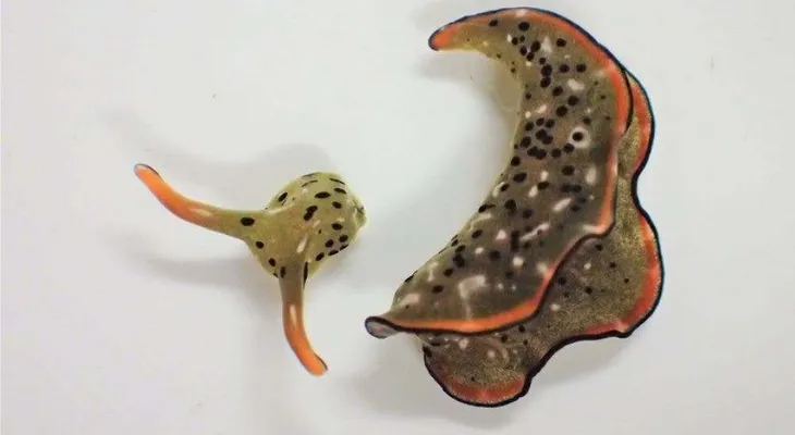 Descubren unas babosas marinas que regeneran un cuerpo completo con corazón y órganos internos