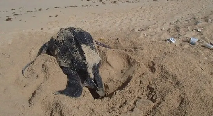 Liberan más de 15 mil neonatos de tortugas tinglar y carey en playas del país