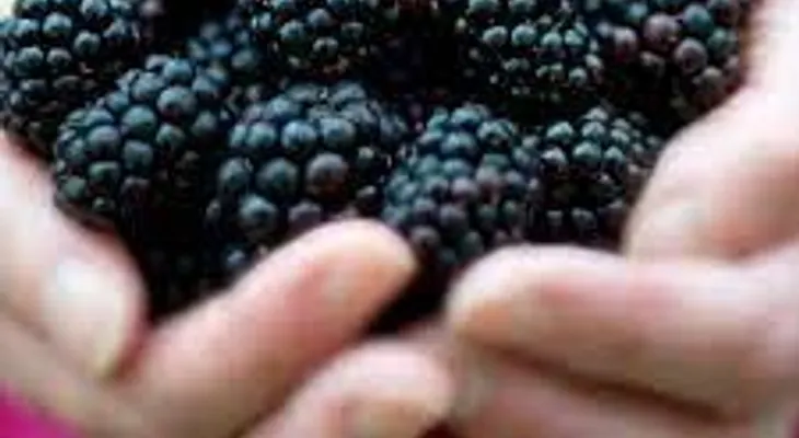 Mora: La fruta que estimula la pasión y combate el envejecimiento