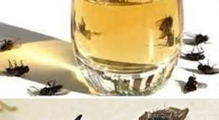 Liga media taza de vinagre, con aceite y champú para eliminar cucarachas, moscas y mosquitos 