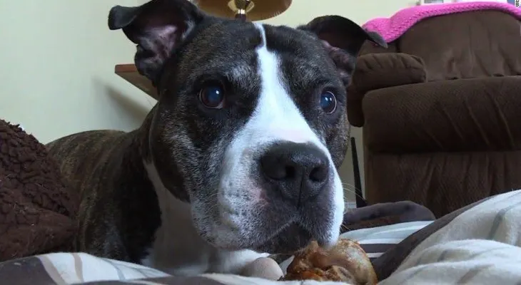 Pitbull de tres patas ayuda a detener un robo a mano armada