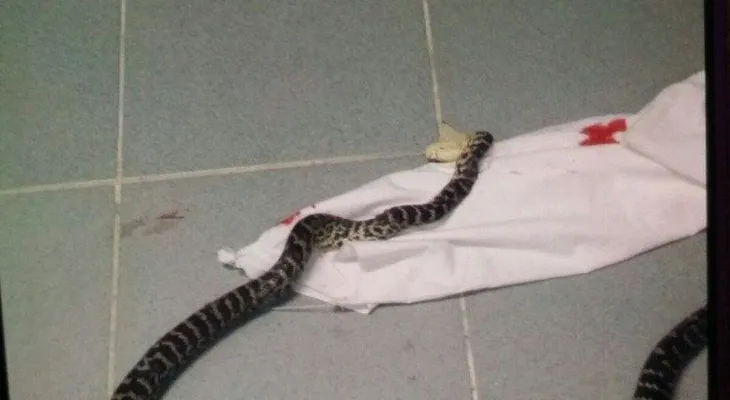 Serpiente aparecida en quirófano, crea pánico en hospital Vinicio Calventi