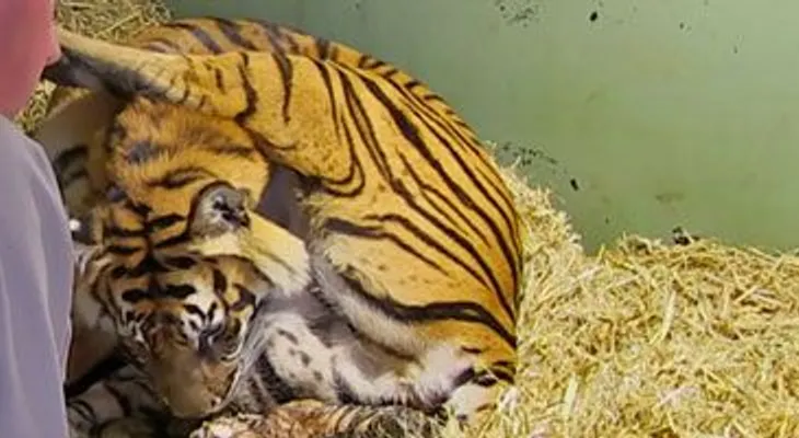 Una mamá tigre estaba dando a luz? ¡Estoy Atónito! 