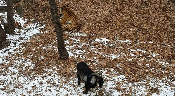 Una valiente cabra pone en su sitio a un tigre siberiano en un parque zoológico en Rusia (VIDEO)