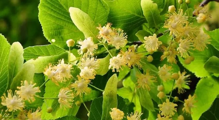 ¡Te sorprenderás con los maravillosos beneficios del té de tilo!