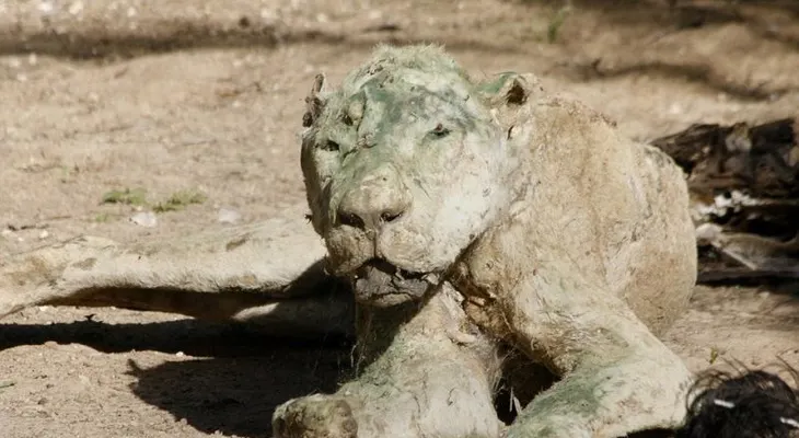 Cuando ellos regresaron al zoo, descubrieron un cuadro terrible: 250 momias?