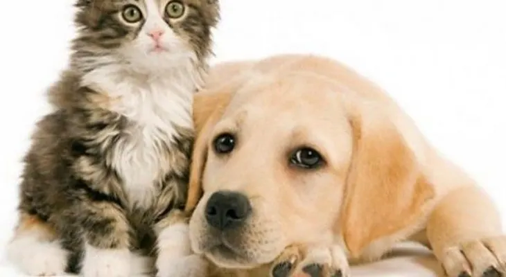 Las enfermedades más comunes en perros y gatos