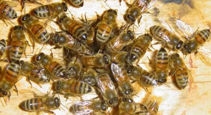 Científicos EEUU descubren veneno de abeja cura el Sida
