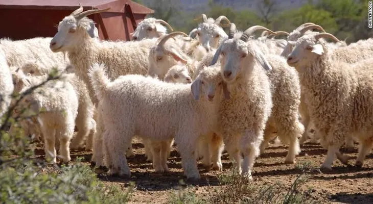 H&M, Zara y Gap no usarán lana mohair en su ropa, tras revelación de crueldad animal