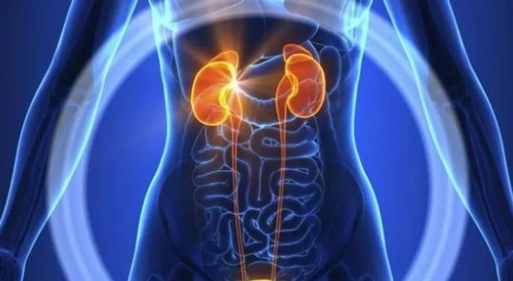 9 datos sobre el sistema urinario que necesitas conocer