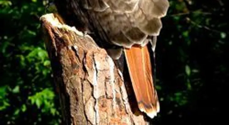 Liberan dos aves Guaraguao en Constanza