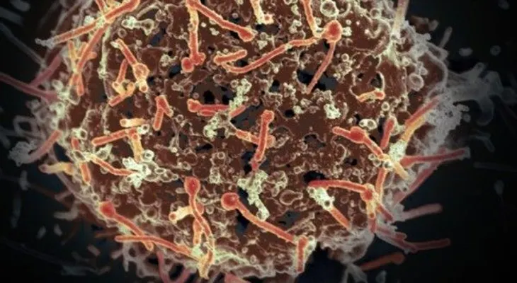 Identifican el 'talón de Aquiles' del virus del ébola