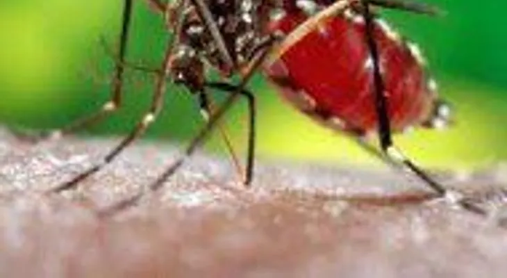 Consejos para prevenir el dengue en tu hogar