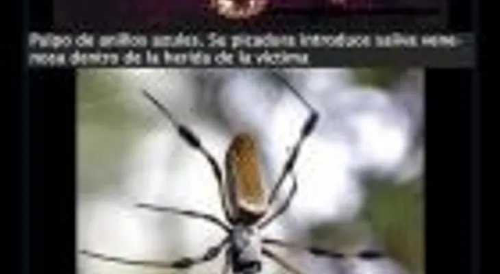 Lo muerde una serpiente, ataca un tiburón y dos monos, le cae un rayo, y sobrevive